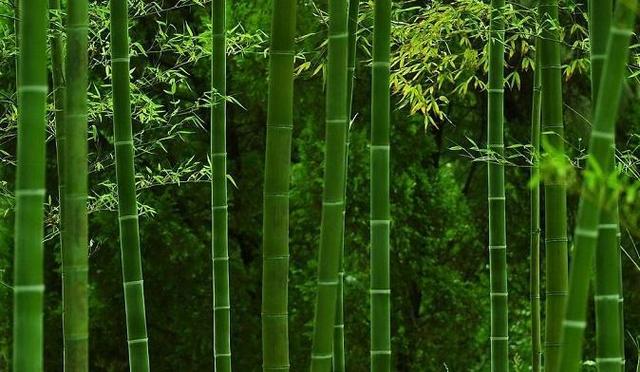 竹子開花節節高升_竹子開花節節高_竹子開花節節高什么意思