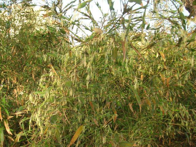 竹子開花節節高什么意思_竹子開花節節高升_竹子開花節節高