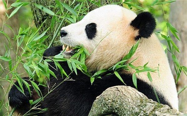 竹子開花節節高升_竹子開花節節高_竹子開花節節高什么意思