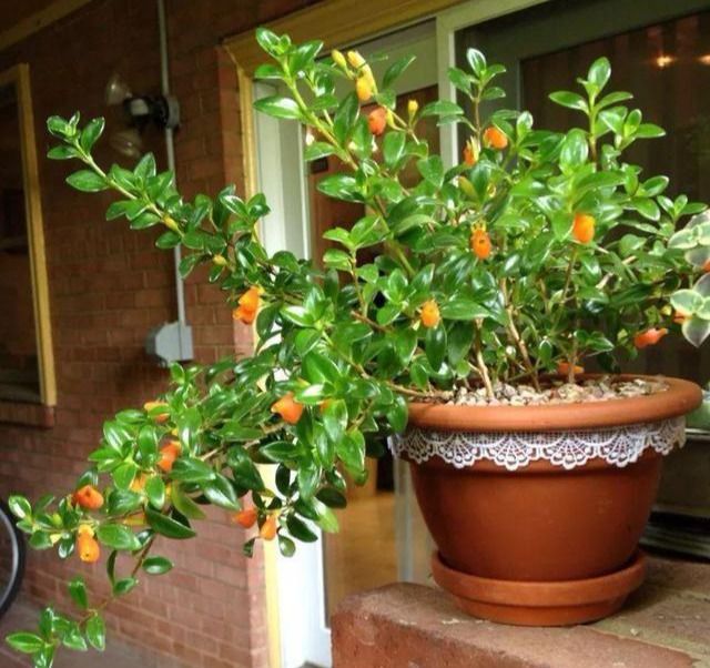 吊蘭會開花結(jié)果嗎_吊蘭會開花嗎_吊蘭開花后會長出小吊蘭嗎