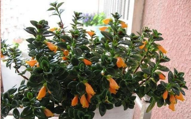 吊蘭會開花結(jié)果嗎_吊蘭會開花嗎_吊蘭開花后會長出小吊蘭嗎