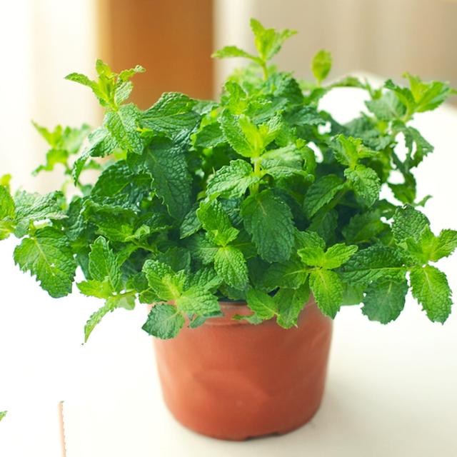 冬天家里適合養什么盆栽植物_盆栽冬季怎么養_冬季盆栽種什么蔬菜好