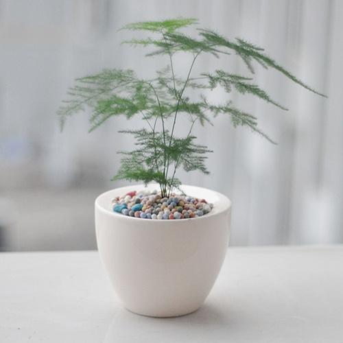 冬季盆栽種什么蔬菜好_盆栽冬季怎么養_冬天家里適合養什么盆栽植物
