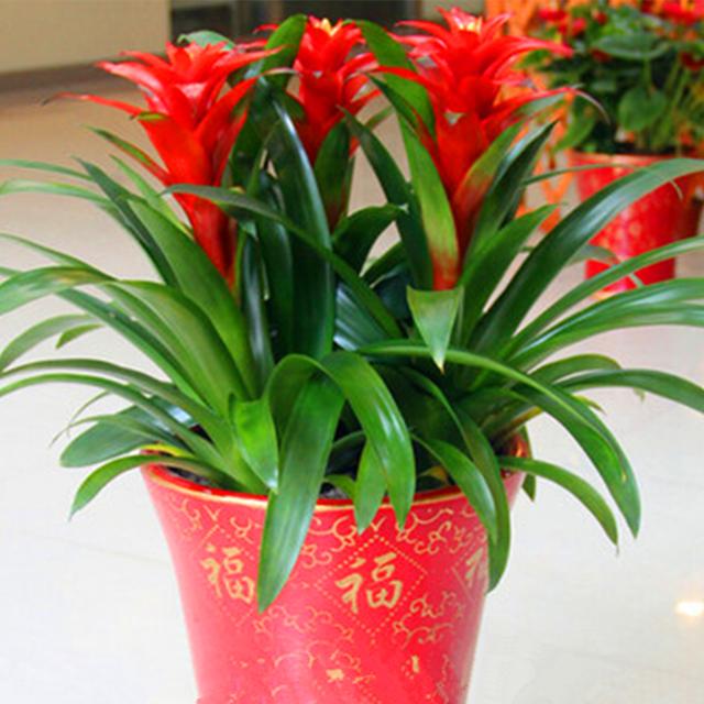 冬季盆栽種什么蔬菜好_冬天家里適合養什么盆栽植物_盆栽冬季怎么養