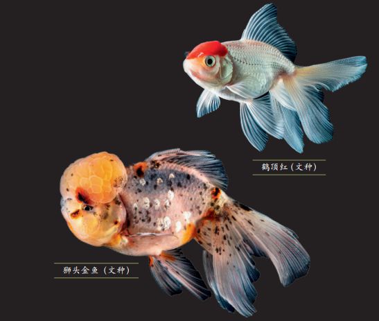 源自鯽魚的“水中蝴蝶”
