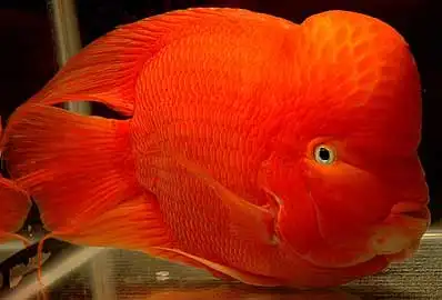 觀賞魚的魚食_喂觀賞魚什么魚食好_觀賞魚吃什么飼料最好
