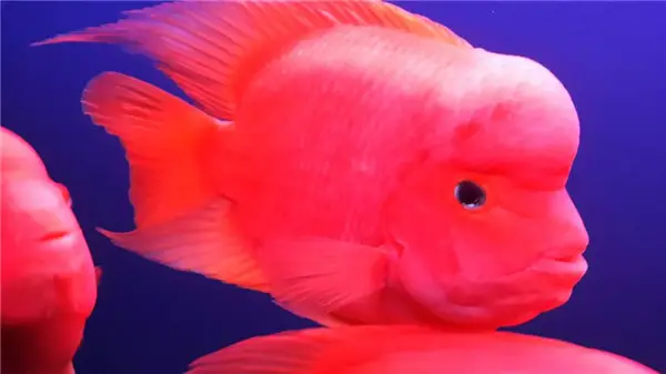 觀賞魚的魚食_喂觀賞魚什么魚食好_觀賞魚吃什么飼料最好