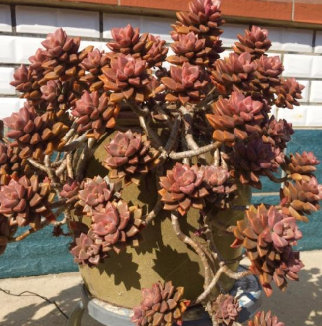 4種多肉植物，基本養(yǎng)不死，新手就選它