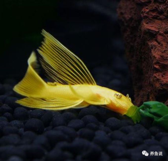 養觀賞魚每天該喂多少？喂幾次比較好？給大家個養魚的標準答案