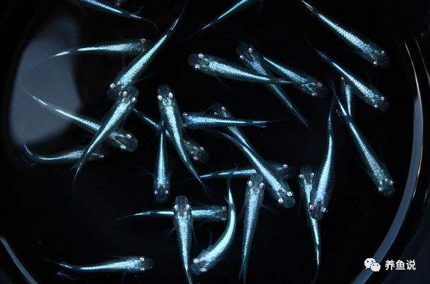 觀賞養魚一句話經典感悟句子_觀賞養魚幾條招財_觀賞魚能養多久
