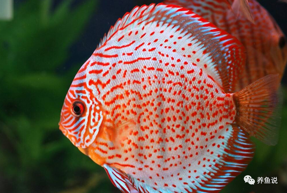 觀賞養魚幾條招財_觀賞魚能養多久_觀賞養魚一句話經典感悟句子