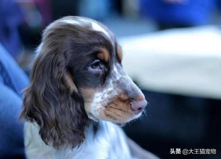 大耳朵狗狗應該如何照顧？