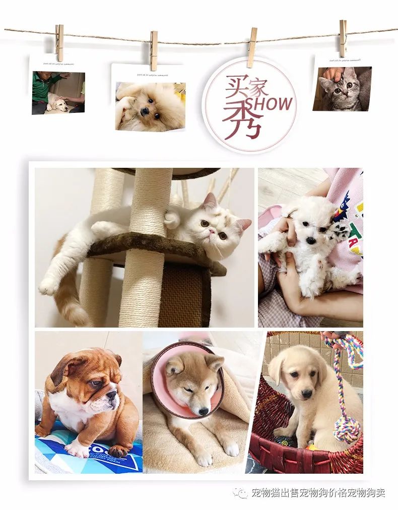 馬犬幼犬多少錢一條_馬犬多少錢一只幼犬_馬犬幣錢包