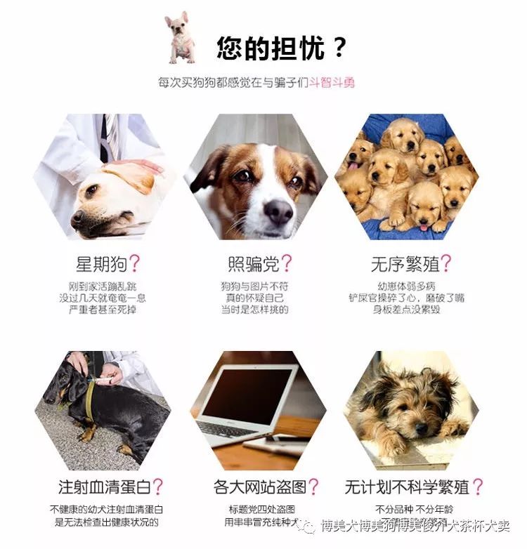 馬犬幼犬多少錢一條_馬犬多少錢一只幼犬_馬犬幣錢包