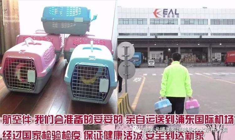 馬犬幼犬多少錢一條_馬犬多少錢一只幼犬_馬犬幣錢包