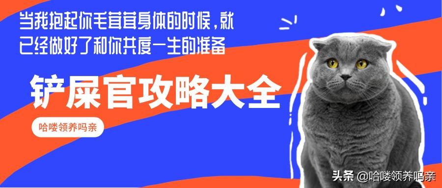貓咪乳糖不耐癥？不能喝牛奶？新手領養，實用手冊之貓咪喝奶