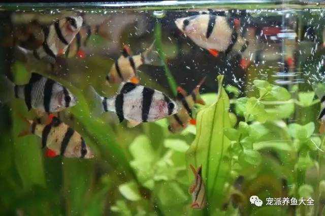 最適合家養的5種觀賞魚，你都認識嗎？