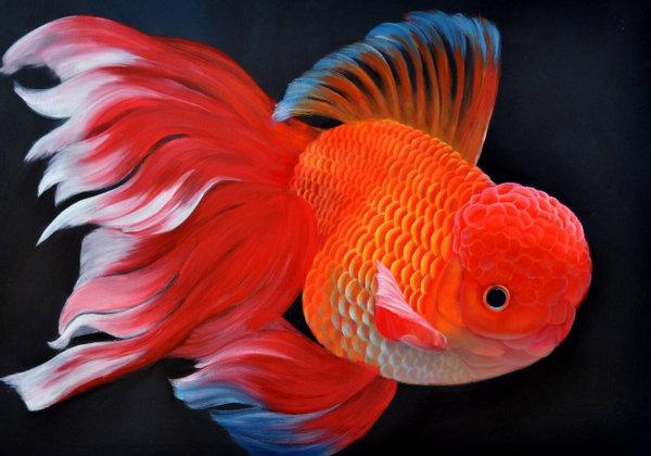 地球上10大風(fēng)水魚(yú)，金魚(yú)居榜首，錦鯉魚(yú)第五，大家養(yǎng)了哪種？