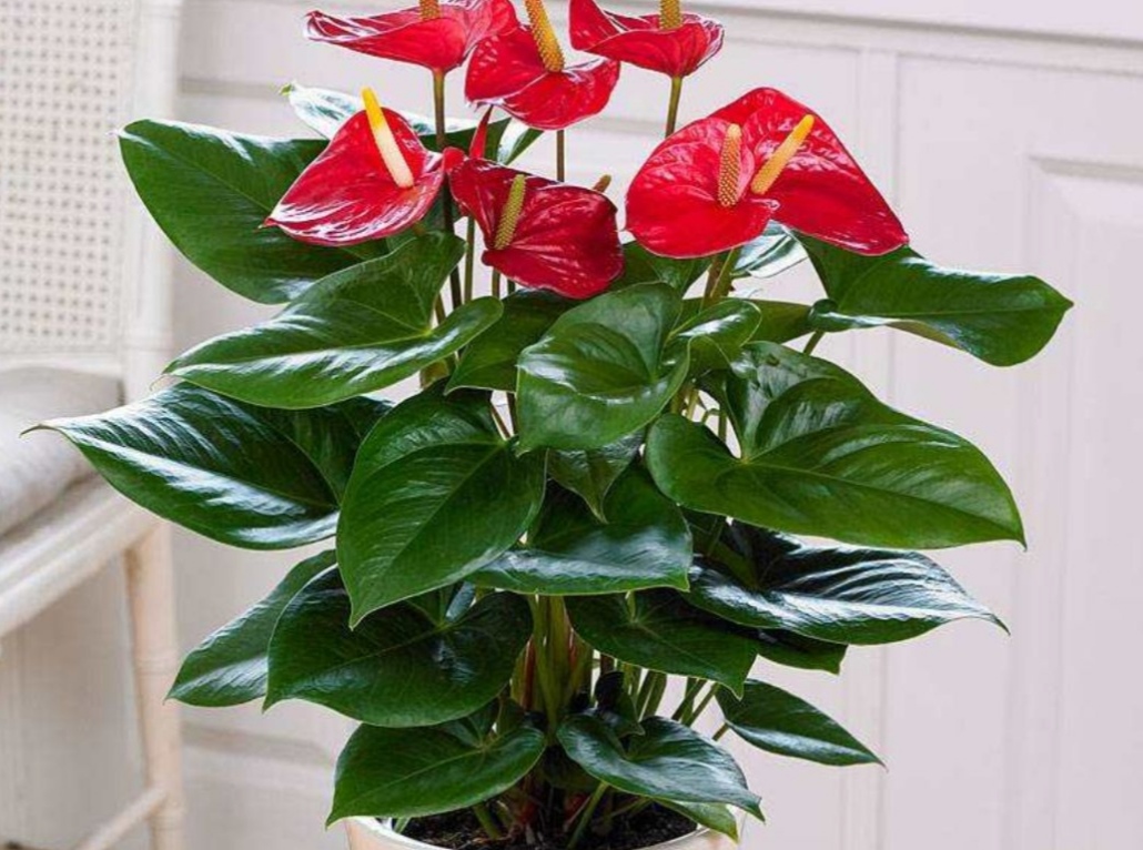 常年開花的室內花卉有哪些_花卉常年開花室內有哪些品種_花卉常年開花室內有哪些植物