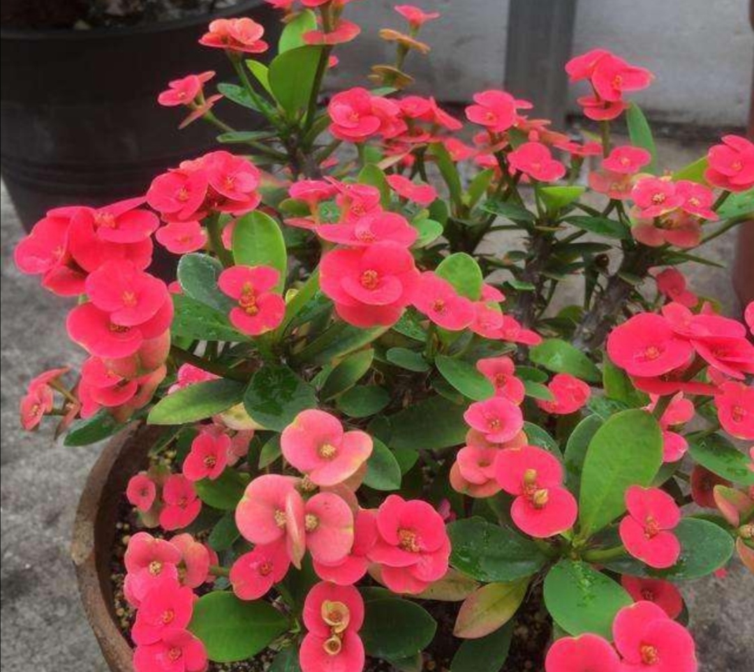 花卉常年開花室內有哪些品種_花卉常年開花室內有哪些植物_常年開花的室內花卉有哪些