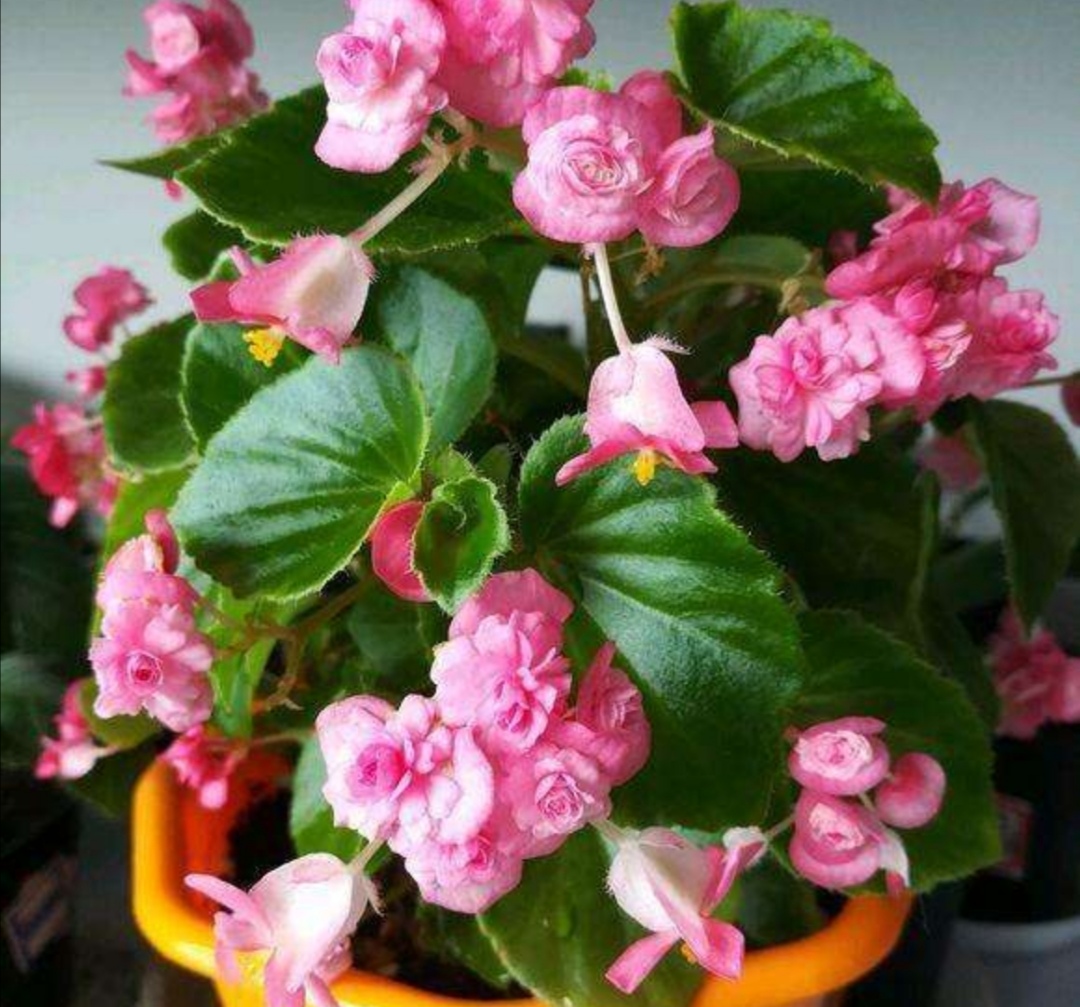 常年開花的室內花卉有哪些_花卉常年開花室內有哪些植物_花卉常年開花室內有哪些品種