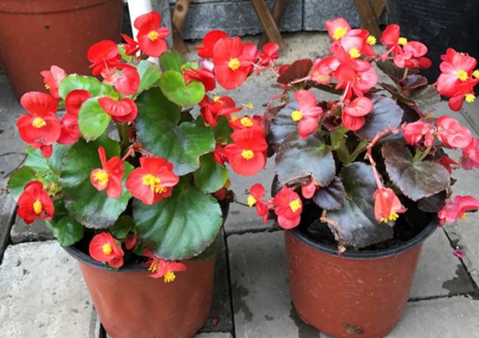 常年開花的室內花卉有哪些_花卉常年開花室內有哪些植物_花卉常年開花室內有哪些品種