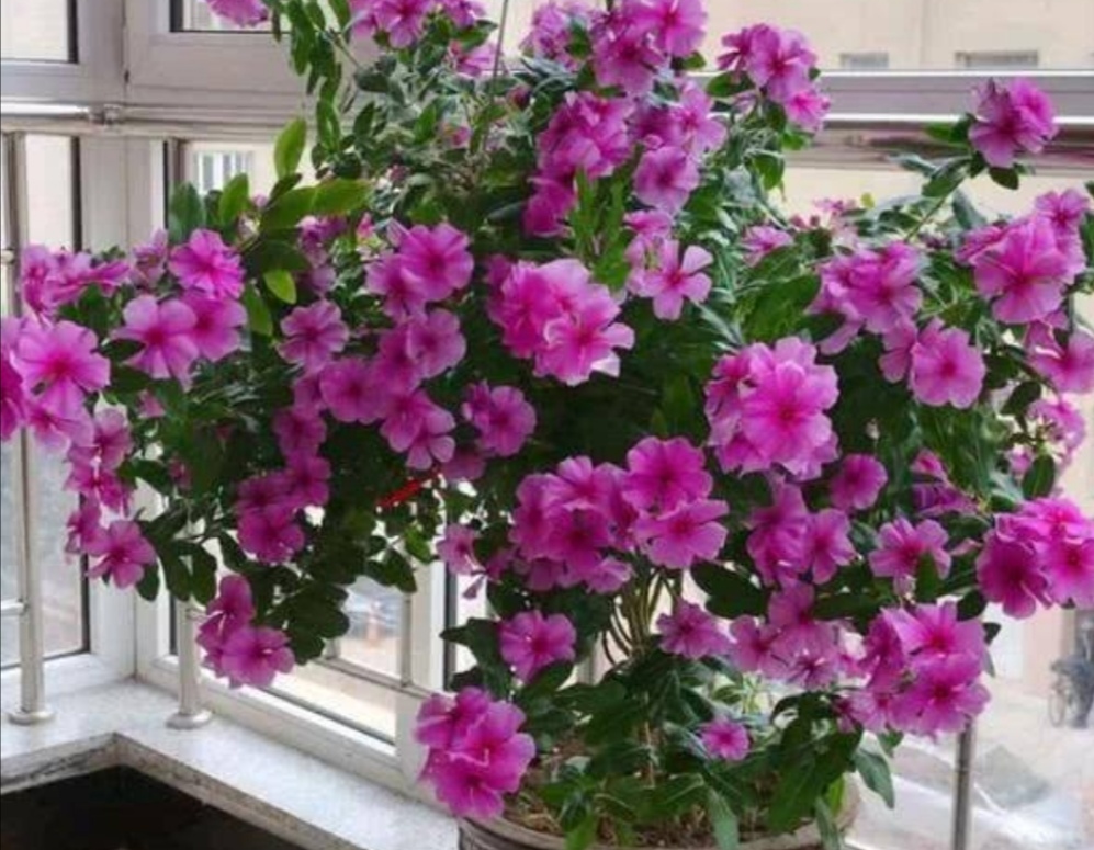 花卉常年開花室內有哪些品種_花卉常年開花室內有哪些植物_常年開花的室內花卉有哪些