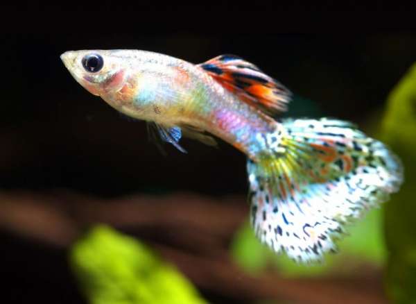 孔雀觀賞養魚視頻_孔雀觀賞養魚好不好_觀賞魚孔雀怎么養