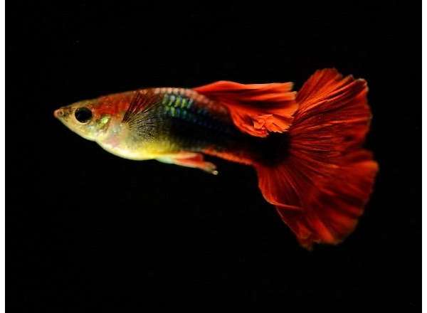孔雀觀賞養魚視頻_觀賞魚孔雀怎么養_孔雀觀賞養魚好不好