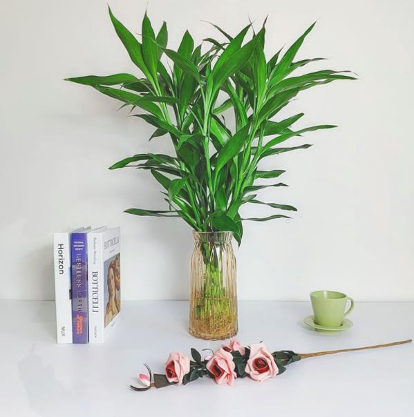 盤點8種耐陰花，家里光照不足也能養，擺幾盆高端大氣上檔次