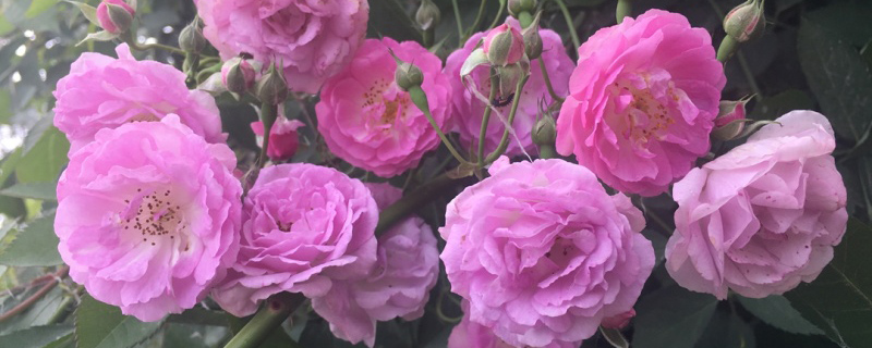 薔薇花適合幾月份種植