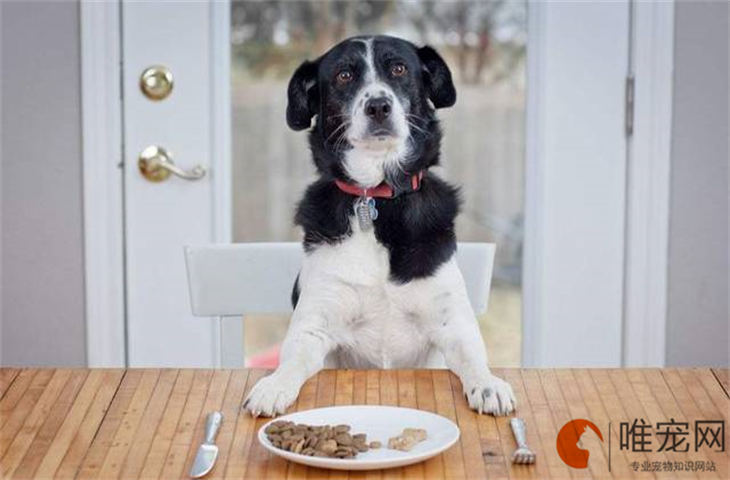 葡萄牙水犬大概多少錢一只 適合家養(yǎng)嗎