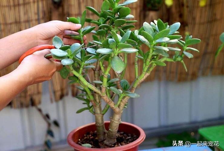 臥室養什么植物凈化空氣最好_臥室內凈化空氣對身體好的植物_臥室凈化空氣綠植