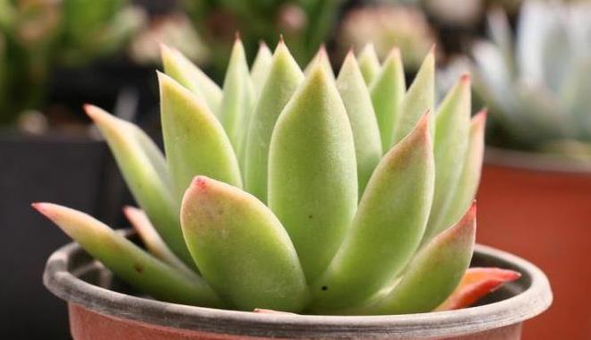 為什么養(yǎng)多肉植物一個(gè)月要用啤酒澆一次？說出來你都猜不到