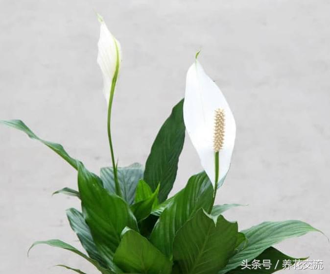 室內(nèi)適合養(yǎng)什么綠植_室內(nèi)養(yǎng)綠植適合什么花盆_室內(nèi)養(yǎng)綠植適合什么花