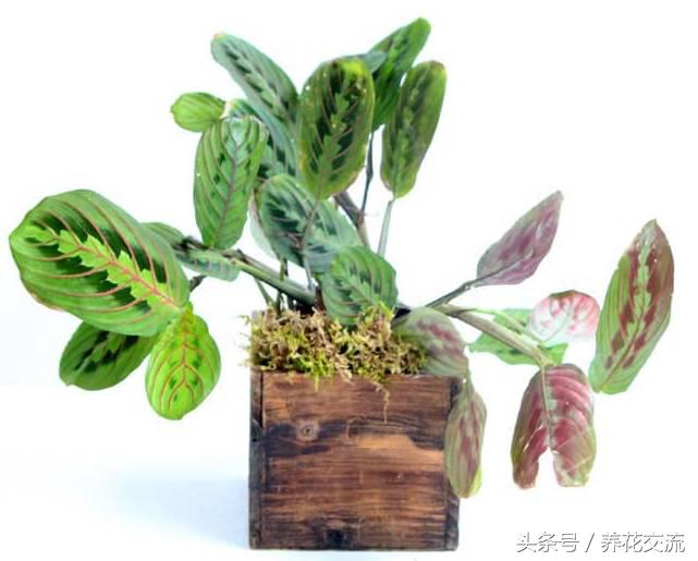 室內(nèi)養(yǎng)綠植適合什么花_室內(nèi)適合養(yǎng)什么綠植_室內(nèi)養(yǎng)綠植適合什么花盆