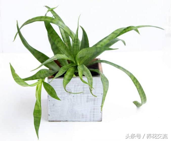 室內(nèi)養(yǎng)綠植適合什么花盆_室內(nèi)適合養(yǎng)什么綠植_室內(nèi)養(yǎng)綠植適合什么花