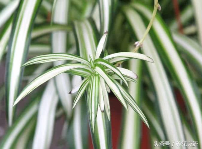 室內(nèi)養(yǎng)綠植適合什么花盆_室內(nèi)養(yǎng)綠植適合什么花_室內(nèi)適合養(yǎng)什么綠植