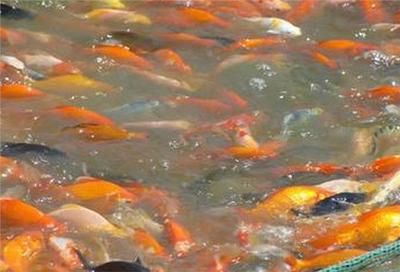 觀賞魚(yú)養(yǎng)什么魚(yú)賺錢多（觀賞魚(yú)養(yǎng)殖技術(shù)提升觀賞魚(yú)市場(chǎng)價(jià)值，觀賞魚(yú)養(yǎng)殖技術(shù)的影響）