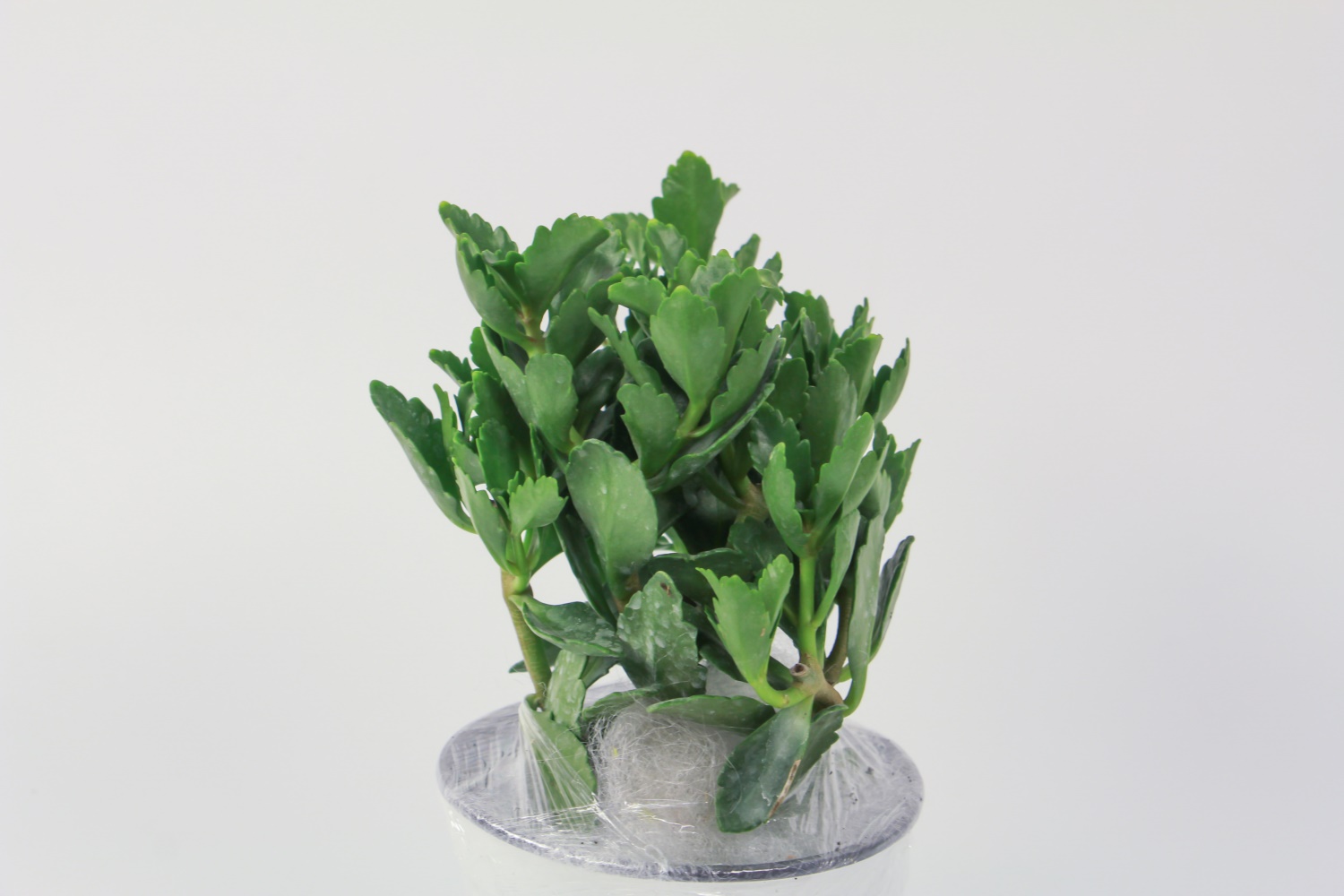 冬天室內種花能活么_冬天室內養什么花_冬天室內養花的好處