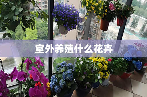 室外養(yǎng)殖什么花卉
