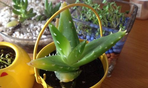 蘆薈能否放在臥室——關(guān)于臥室擺放蘆薈的探討（蘆薈的特性、臥室風(fēng)水和健康效益）