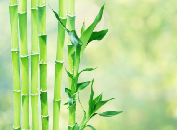 客廳最旺宅的水培植物排行前十名：吊蘭上榜，第一名好養(yǎng)又招財(cái)