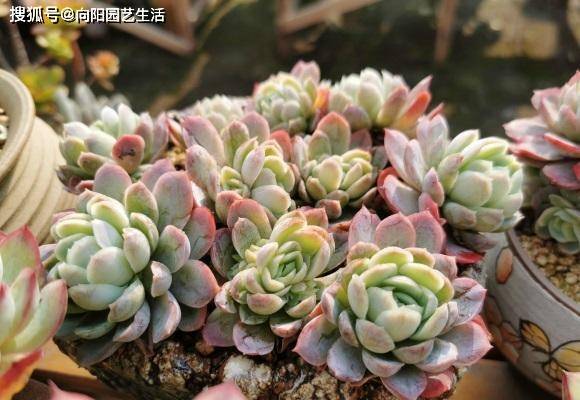 夏季晚上多肉可以放室外嗎_多肉晚上可以放陽臺外面嘛_多肉晚上放室內還是室外