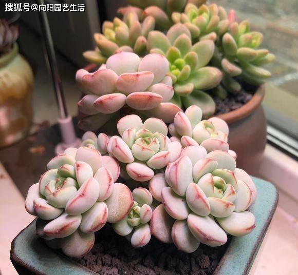 多肉晚上可以放陽臺外面嘛_夏季晚上多肉可以放室外嗎_多肉晚上放室內還是室外