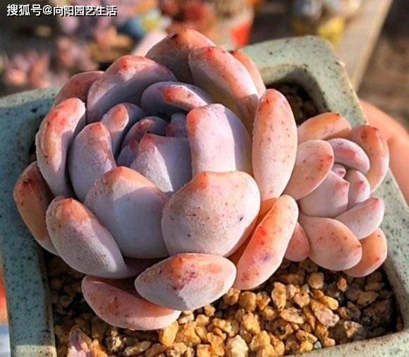 多肉晚上放室內還是室外_夏季晚上多肉可以放室外嗎_多肉晚上可以放陽臺外面嘛