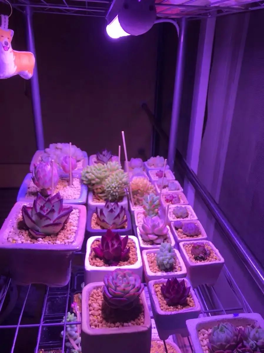 自制led多肉補光燈_怎么自制多肉補光燈_如何自制多肉補光燈