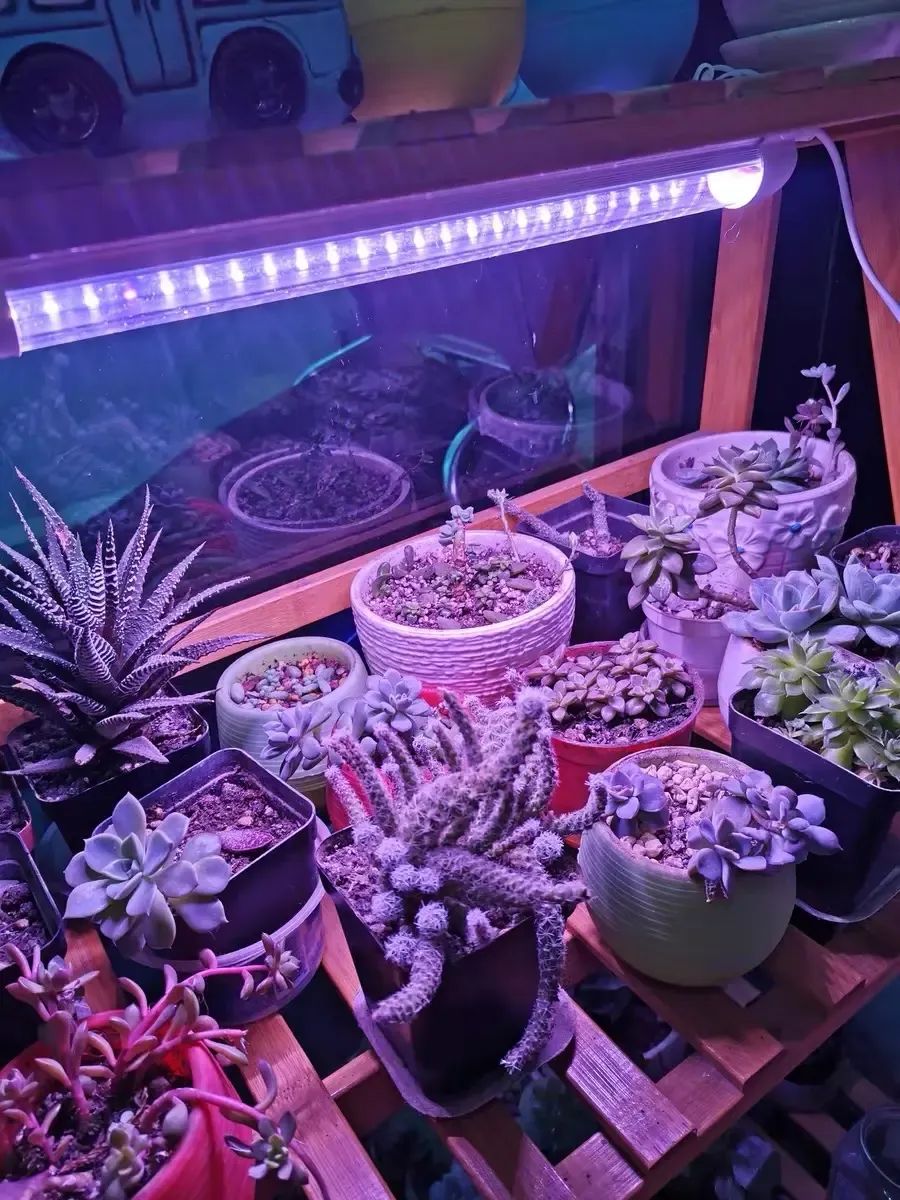 如何自制多肉補光燈_怎么自制多肉補光燈_自制led多肉補光燈