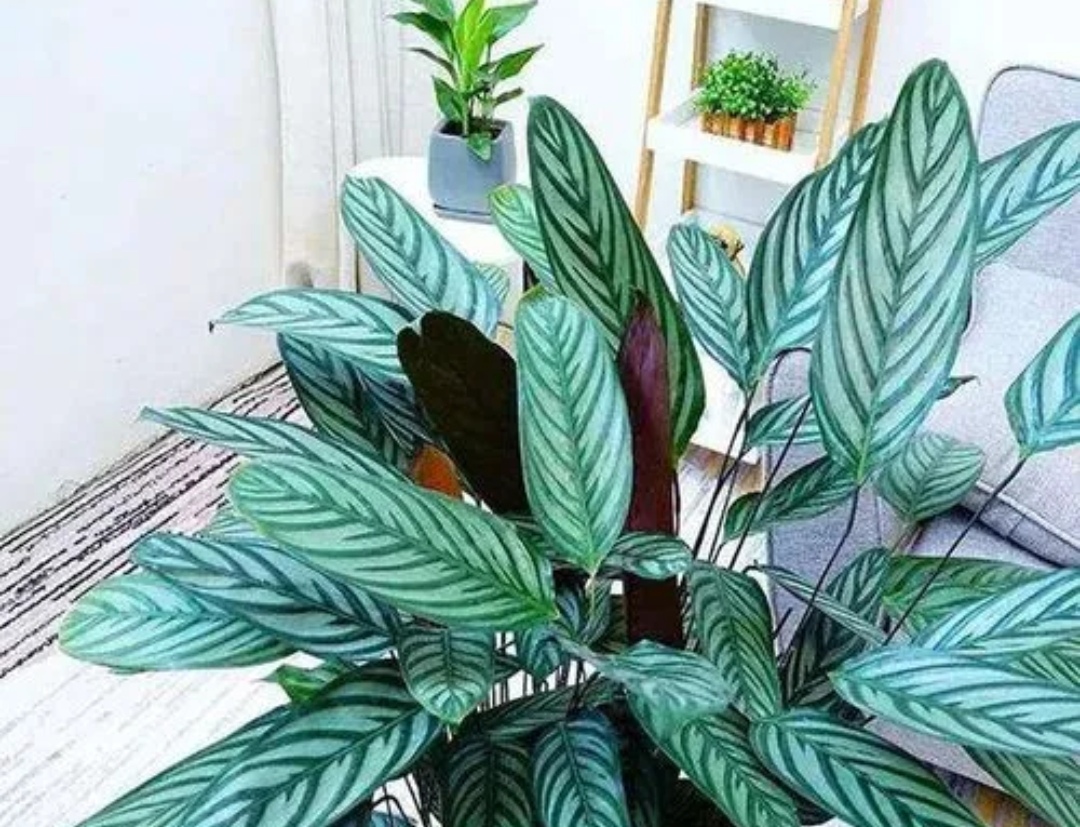 臥室養什么植物_臥室養植物風水大忌_臥室養植物對身體有害嗎