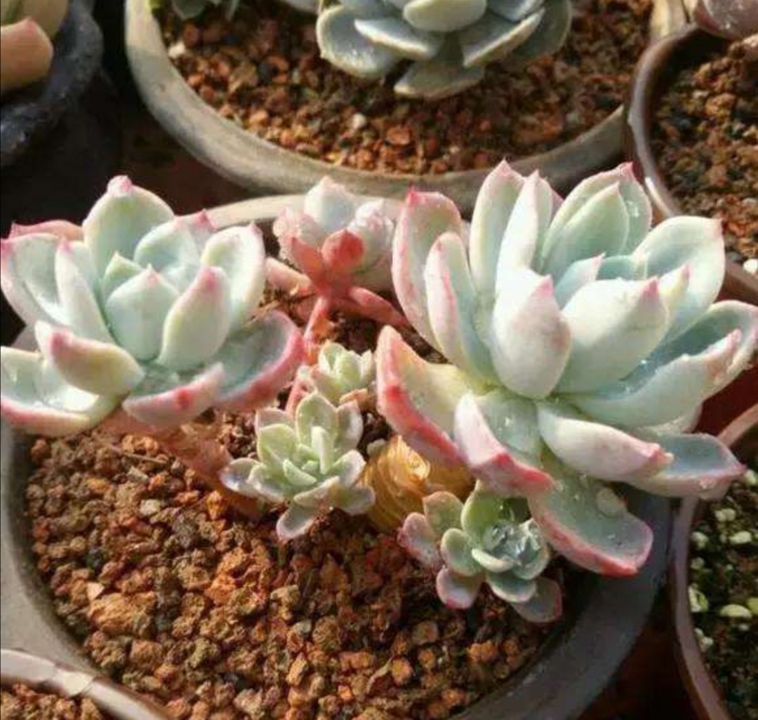 煤渣種多肉怎么處理_種多肉處理煤渣好嗎_種多肉煤渣的比例是多少